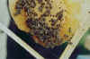 Dunkle Biene auf Wabe.jpg (47222 Byte)