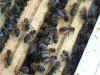belg1.jpg (59296 Byte)