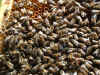 belg2.jpg (86793 Byte)