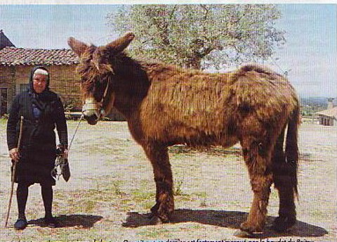Der Poitou Esel, historische Aufnahme