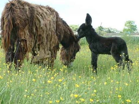 Poitou Esel Stute mit Fohlen