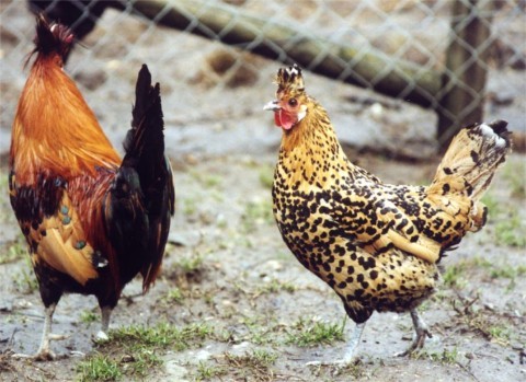Das Appenzeller Spitzhaubenhuhn