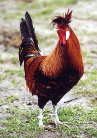 Das Appenzeller Spitzhaubenhuhn