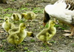 Landgans Kleinanzeigen Kaufen & Verkaufen Bei DeineTierwelt