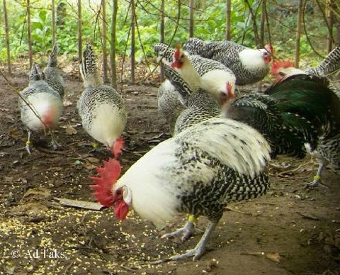 Das Chaamer Huhn / Chaams Hoen