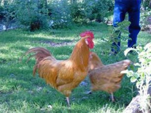 Das Sachsenhuhn