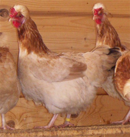 Das Sulmtaler Huhn
