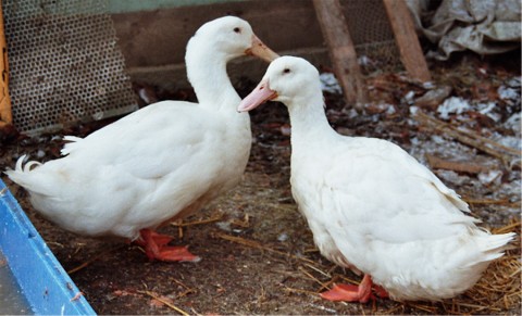 Die Aylesbury Ente