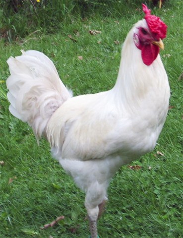 Bosnischer Kr�her