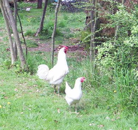 Bosnischer Kr�her