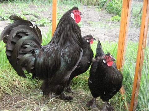 Breda-Huhn/ Kraaikop