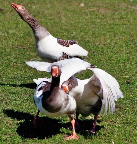 D�nische Landgans