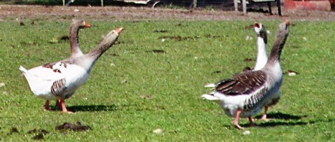 D�nische Landgans