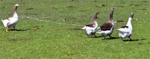 D�nische landgans