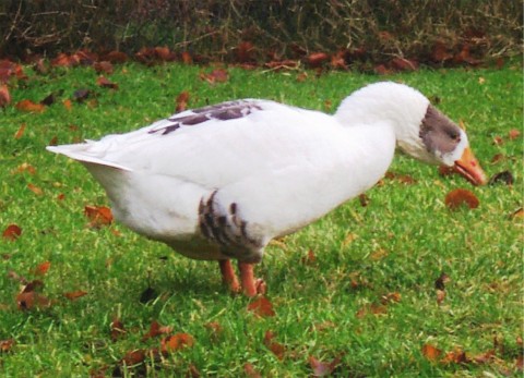 Die Leinegans