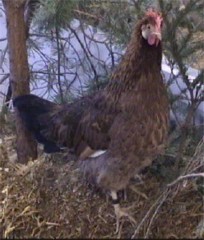 Gotlandhuhn, Henne