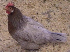 Gotlandhuhn, Henne