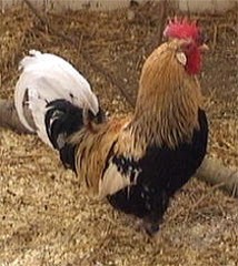 Gotlandhuhn, Hahn