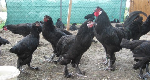 Breda-Huhn