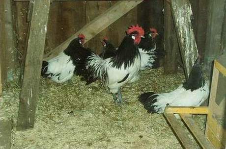 Lakenfelder Huhn