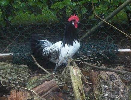 Lakenfelder Huhn
