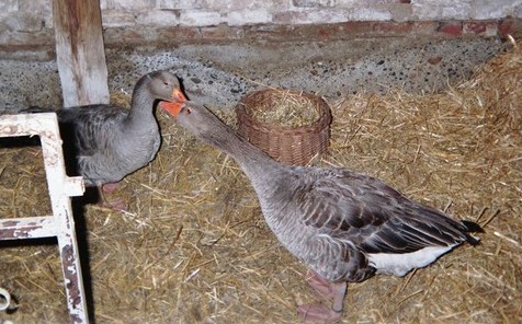 Die Bayrische Landgans / Frankengans