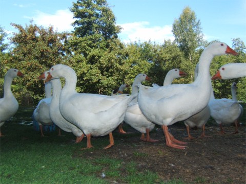 Deutsche Legegans