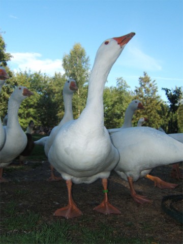 Deutsche Legegans