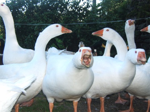 Deutsche Legegans