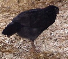 Schwarzhuhn, Henne