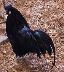 Schwrzahuhn, Hahn