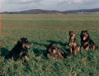 altdeutscher H�tehund