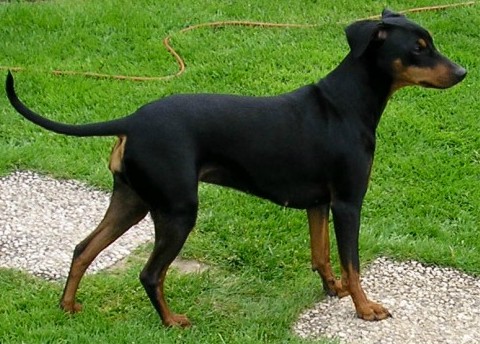 Deutscher Pinscher