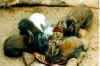 Bartkaninchen.jpg (51449 Byte)
