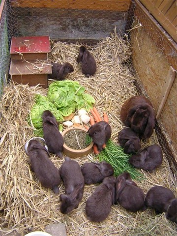 Das Meissner Widder Kaninchen