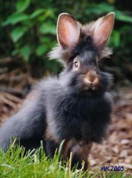 Belgisches Bartkaninchen