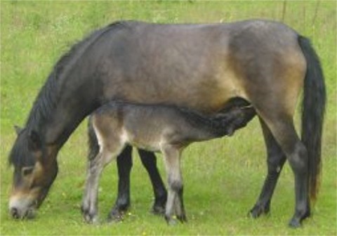 Das Exmoor Pony