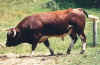 Evol�ne Stier (1).jpg (50599 Byte)