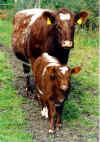 Shorthorn.jpg (411867 Byte)