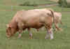 ferdinand.jpg (45634 Byte)