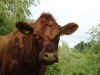 shorthornHeinz.jpg (13815 Byte)