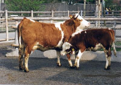 Hinterw�lder Rind