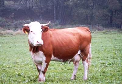 Hinterw�lder Rind