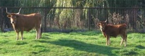 Cachena Mutterkuh mit Kalb