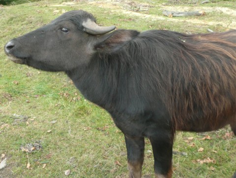 Karpatenbüffel