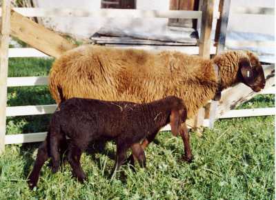 Braunes Bergschaf