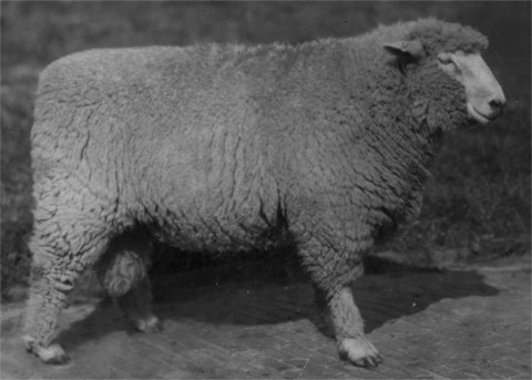 Weissk�pfiges Fleischschaf 1934