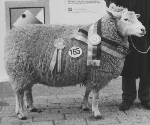 weissk�pfiges Fleischschaf 1989