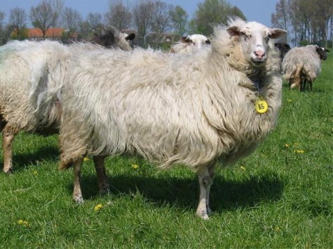 Schoonebeeker Heideschaf