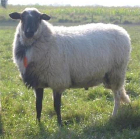 Schooenebeeker Schafbock